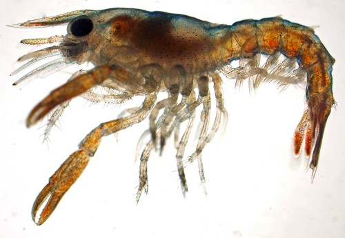 Homarus gammarus stage III